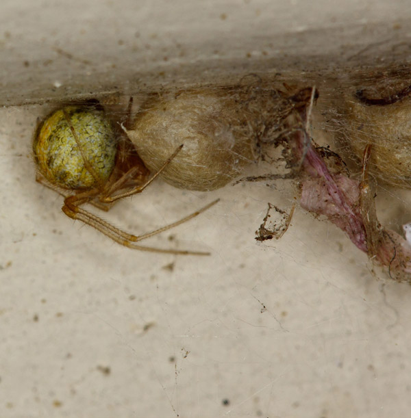bolsa de huevos de araña de hogar común