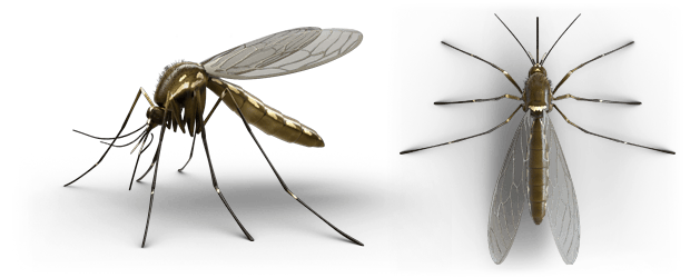 perfil de mosquito